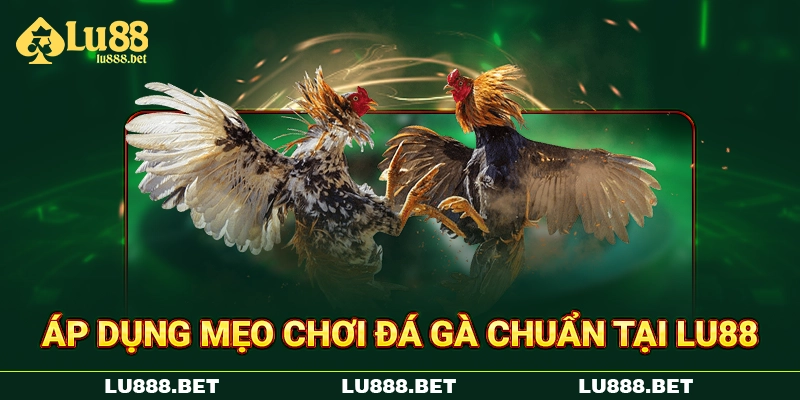 Áp dụng mẹo chơi đá gà chuẩn tại LU88 Áp dụng mẹo chơi đá gà chuẩn tại LU88