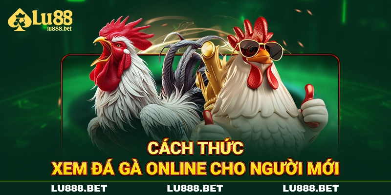 Cách thức xem đá gà online cho người mới Cách thức xem đá gà online cho người mới