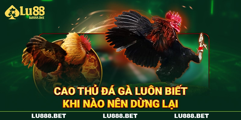 Cao thủ đá gà luôn biết khi nào nên dừng lại Cao thủ đá gà luôn biết khi nào nên dừng lại