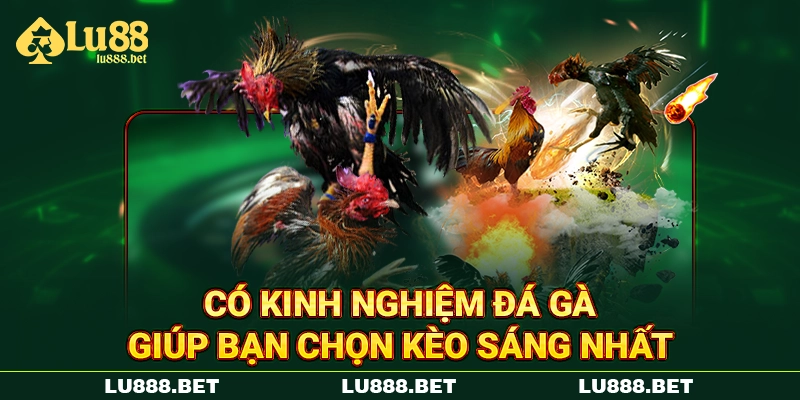 Có kinh nghiệm đá gà giúp bạn chọn kèo sáng nhất Có kinh nghiệm đá gà giúp bạn chọn kèo sáng nhất