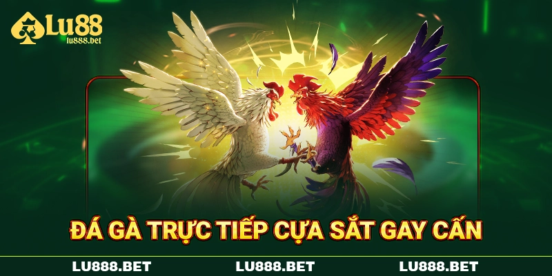 Đá gà trực tiếp cựa sắt gay cấn