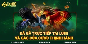 Đá Gà Trực Tiếp Tại LU88 Và Các Cửa Cược Thịnh Hành