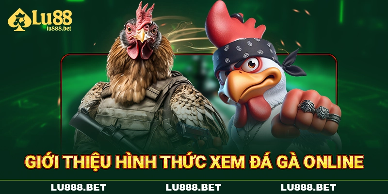 Giới thiệu hình thức xem đá gà online Giới thiệu hình thức xem đá gà online