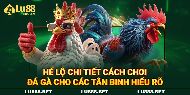 Hé lộ chi tiết cách chơi đá gà cho các tân binh hiểu rõ Hé lộ chi tiết cách chơi đá gà cho các tân binh hiểu rõ