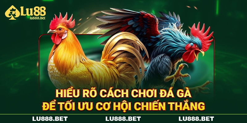 Hiểu rõ cách chơi đá gà để tối ưu cơ hội chiến thắng Hiểu rõ cách chơi đá gà để tối ưu cơ hội chiến thắng