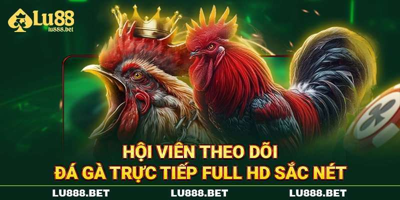 Hội viên theo dõi đá gà trực tiếp full HD sắc nét
