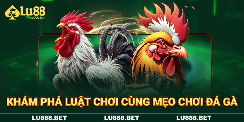 Khám phá luật chơi cùng mẹo chơi đá gà Khám phá luật chơi cùng mẹo chơi đá gà