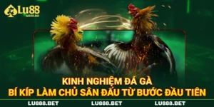 Kinh Nghiệm Đá Gà – Bí Kíp Làm Chủ Sân Đấu Từ Bước Đầu Tiên