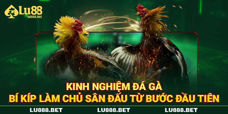 Kinh Nghiệm Đá Gà – Bí Kíp Làm Chủ Sân Đấu Từ Bước Đầu Tiên