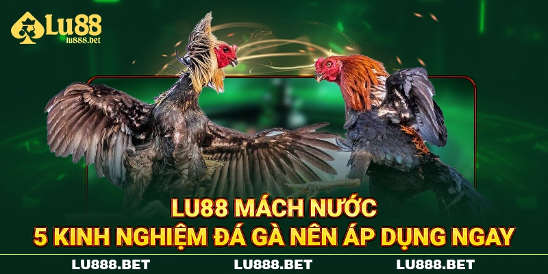 LU88 mách nước 5 kinh nghiệm đá gà nên áp dụng ngay LU88 mách nước 5 kinh nghiệm đá gà nên áp dụng ngay