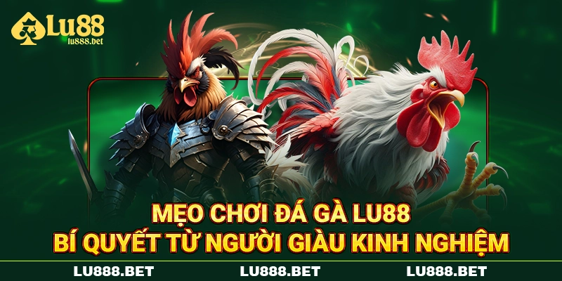 Mẹo Chơi Đá Gà LU88 Bí Quyết Từ Người Giàu Kinh Nghiệm