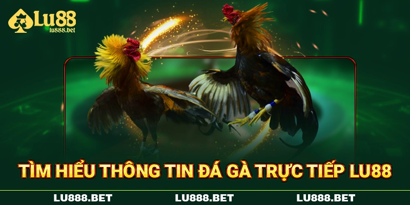 Tìm hiểu thông tin đá gà trực tiếp LU88